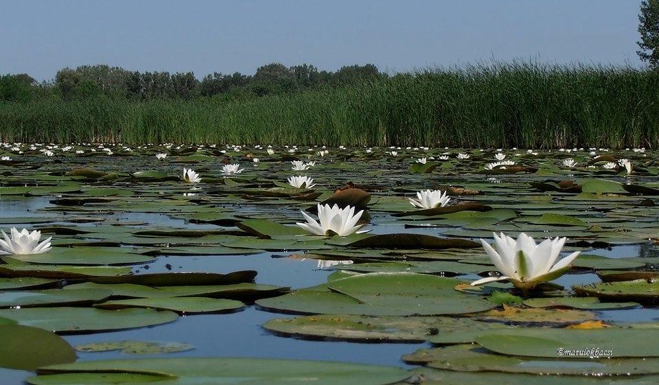 Penzion Csonakos Vendeghaz Tiszafüred Exteriér fotografie